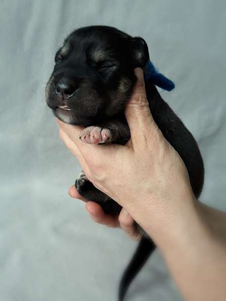 Открыты бронь на щенков КА ДЕ БО в Ижевске фото 6