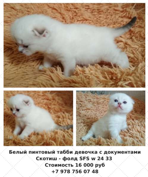 Прямоухая шотландская девочка в Симферополе фото 5