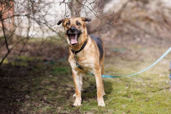 Спасите собаку Лекси, очень срочно нужен дом в фото 5