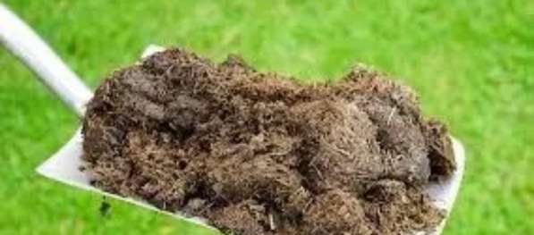 Конский коровий перегной