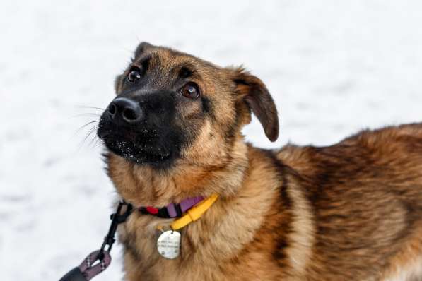 Умница Арья ищет дом! в Москве