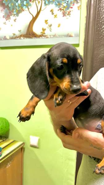 Стандартные девочки таксы в Москве фото 5