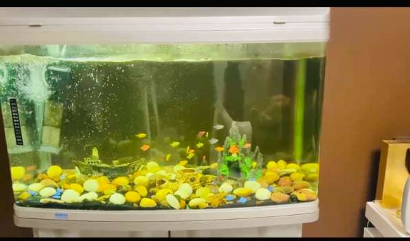 Аквариум 250л в Владивостоке