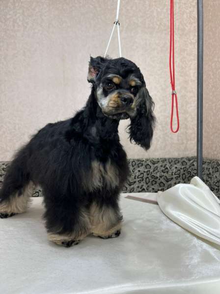 Американский кокер спаниель в Москве фото 3