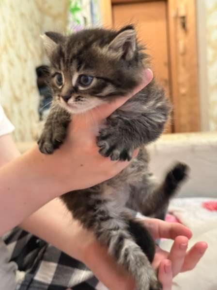Котята в Магнитогорске фото 3