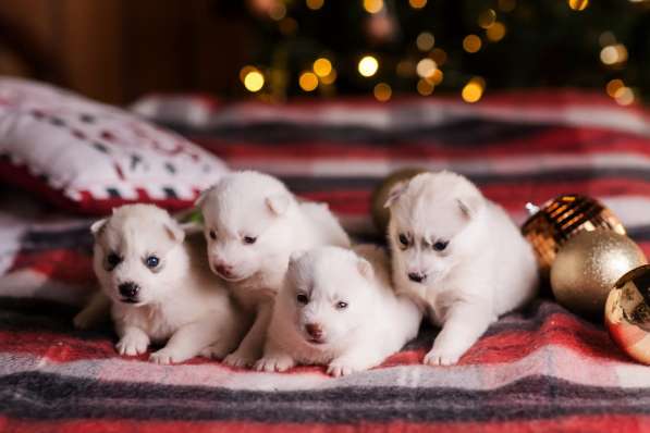 Открыта бронь на щенков хаски в Москве фото 13