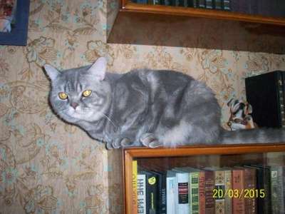 Чистокровный британский котик в Санкт-Петербурге