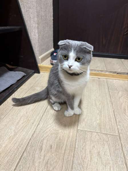 Молодая кошечка в Одинцово
