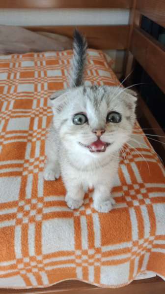 Отдам в добрые руки котенка