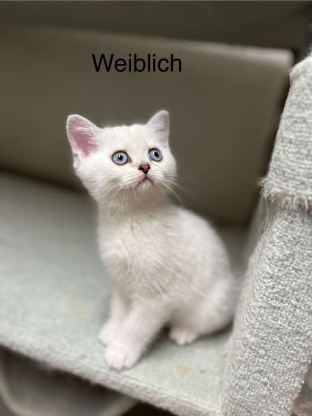 Reinrassige BKH Kitten mit blauen Augen в фото 14