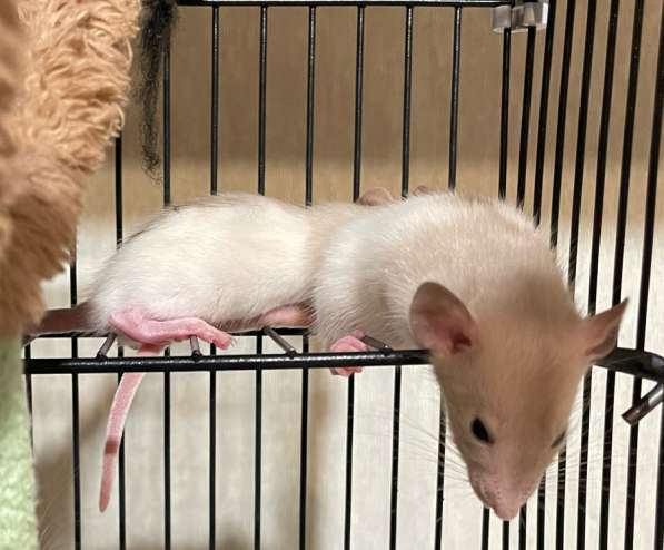 Крысы Дамбо(крысята) в Курске фото 6