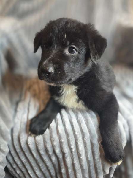 Щенки от мамы-овчарки в дар в Москве фото 5