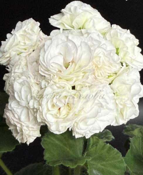 Сортовые пеларгонии