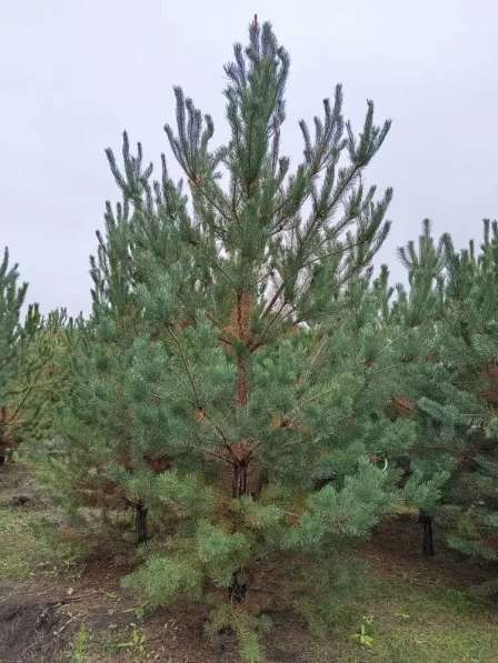 Сосна обыкновенная 3м в Волгограде
