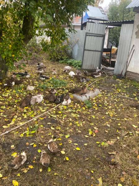 Утки дикие, индоутки