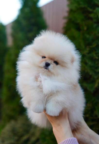 Pomeranski Mini Shpic Pomeranian Spitz Померанские Мини шпиц в фото 39
