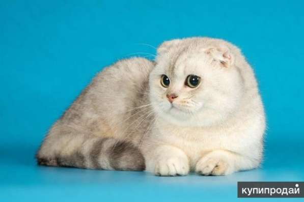 Коты на вязку