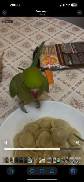 Ожереловый попугай в Москве фото 6