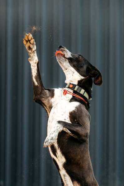 Цирковой пёс Барни в добрые руки в Москве фото 3