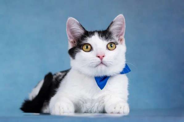 Милый котенок Пончик в добрые руки в Москве фото 4