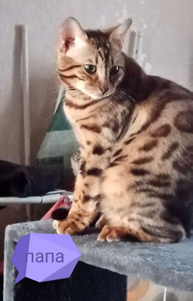 Бенгальские котята