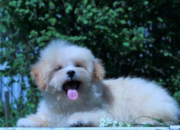 Мальтипу Ф1 щенки мини в Москве фото 8