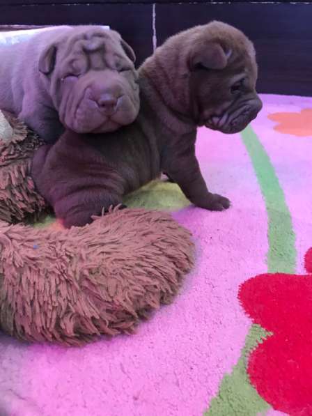 Продам щенков шарпая в Москве фото 5