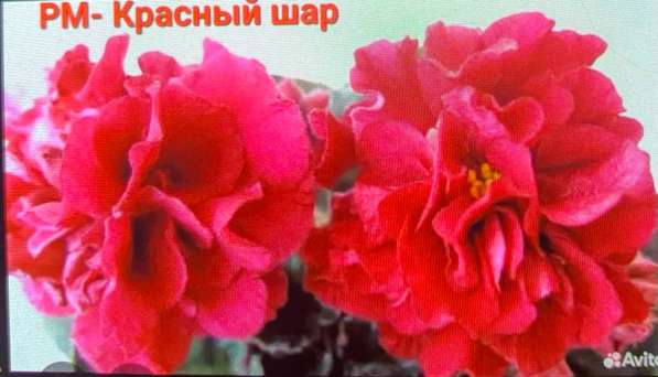 Сортовые фиалки в Майкопе фото 9