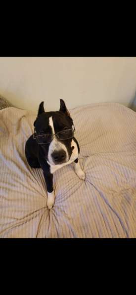 Щенки питбуль в Новосибирске