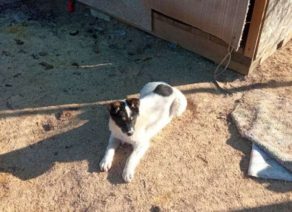 Маленькие хорошенькие хвостики в Санкт-Петербурге фото 12