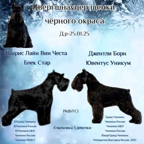 Щенки цвергшнауцера черного окраса