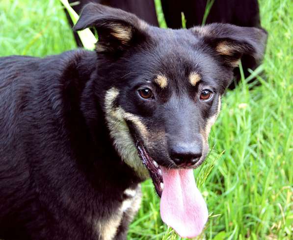 Собака в добрые руки в Подольске фото 3