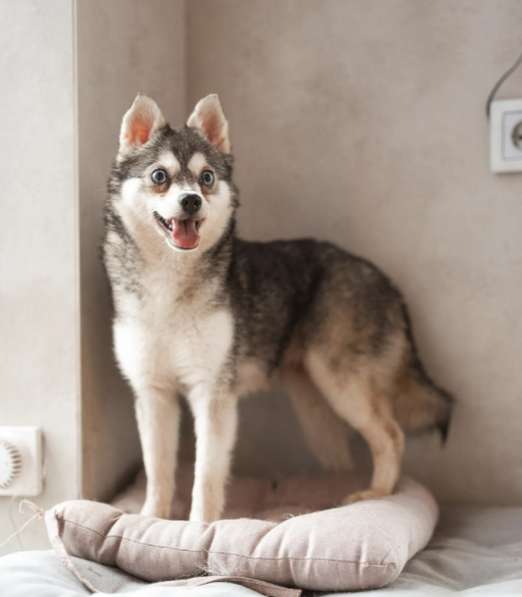 Аляскинский кли-кай Волчек в добрые руки в Москве фото 3