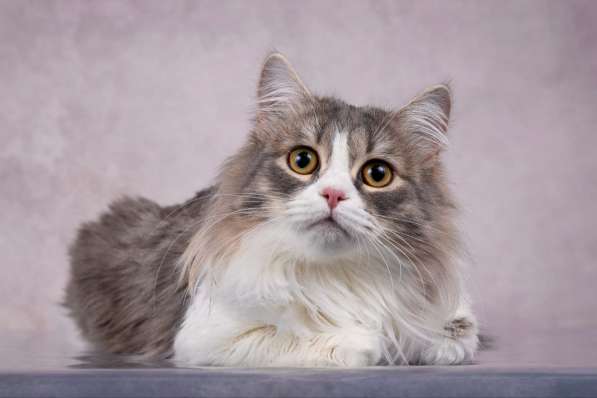 Пушистая девочка Снежа ищет свой дом! в Москве