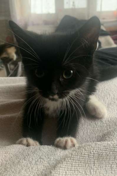 Котята в добрые руки в Санкт-Петербурге фото 4