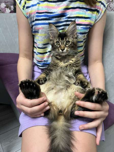 Мейн-кун полидакт девочка