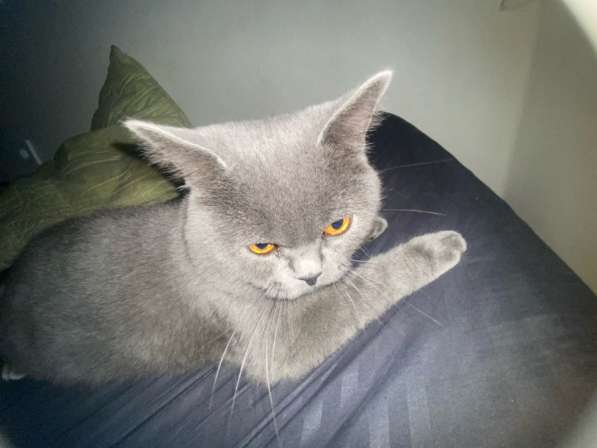 Кот британец