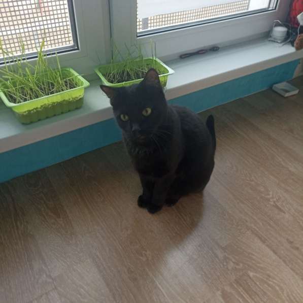 Обаяшка в дар. Котик в фото 6