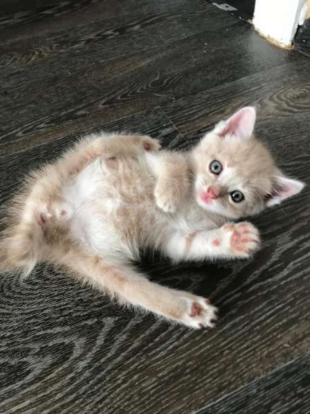 Котята в Екатеринбурге