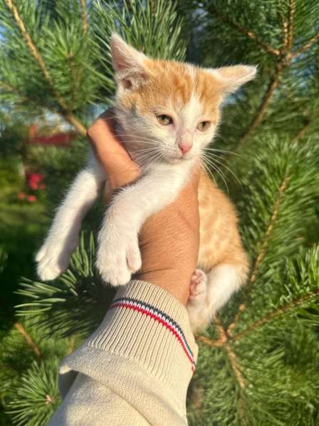 Милый котёнок Драго в добрые руки в Москве фото 3