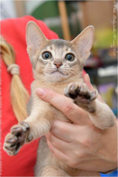 Абиссинский котенок шоу