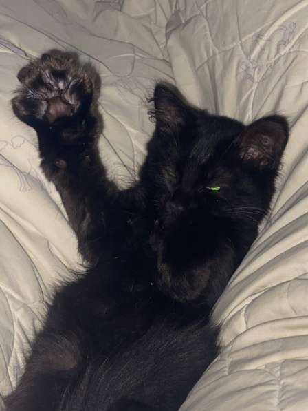 Котёнок в добрые руки в Пушкино