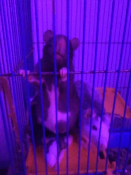 Крысы домашние