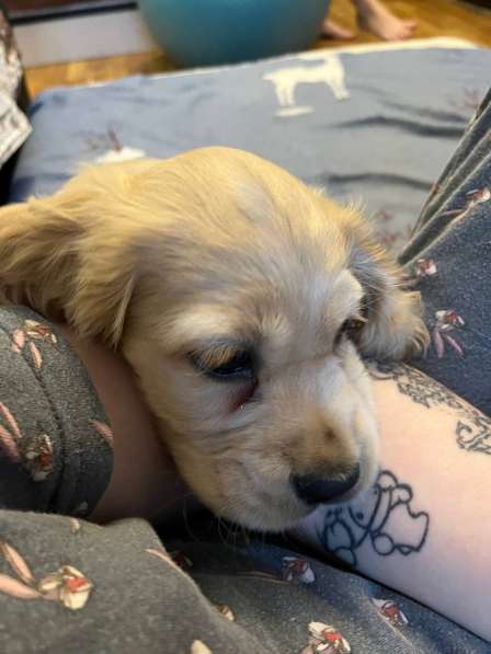 Продам Английского Кокера спаниеля