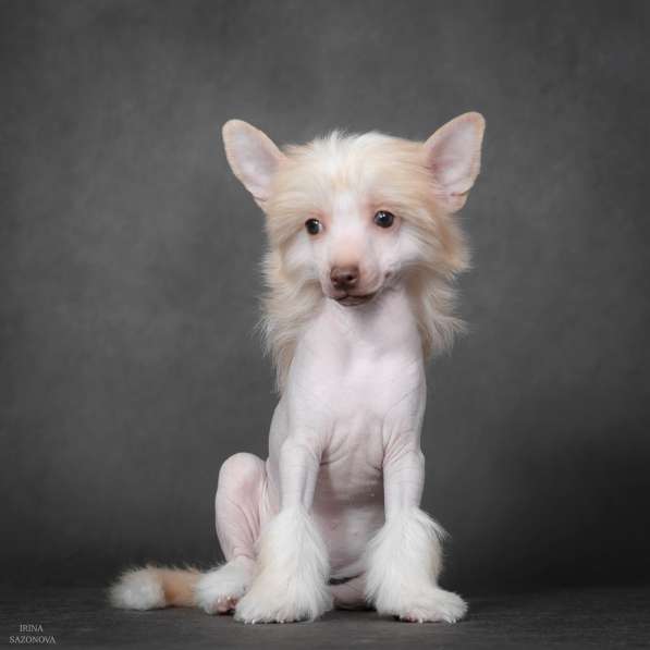 Китайская хохлатая в Москве фото 14