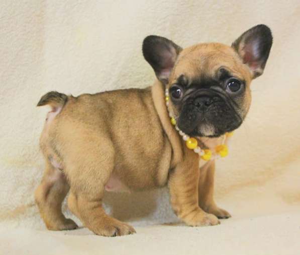 Щенки из питомника РКФ