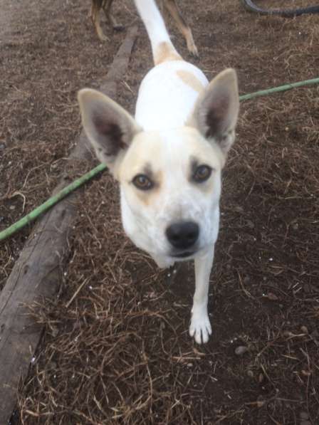 Фростик ищет дом в Красноярске фото 6