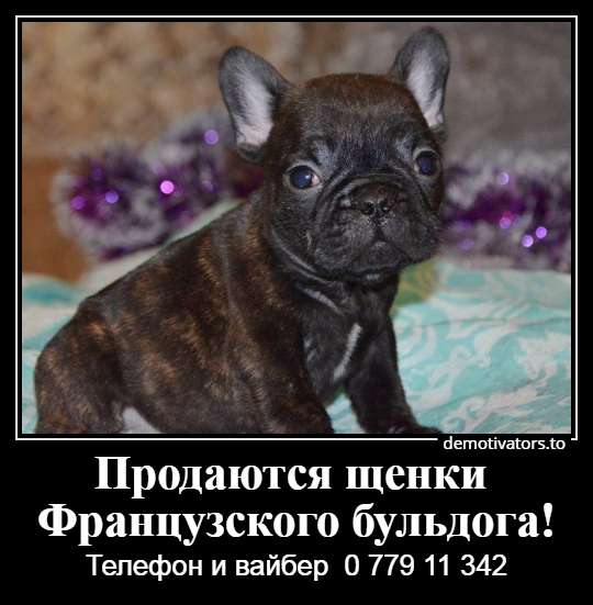 Очаровательные щеночки французского бульдога в фото 18