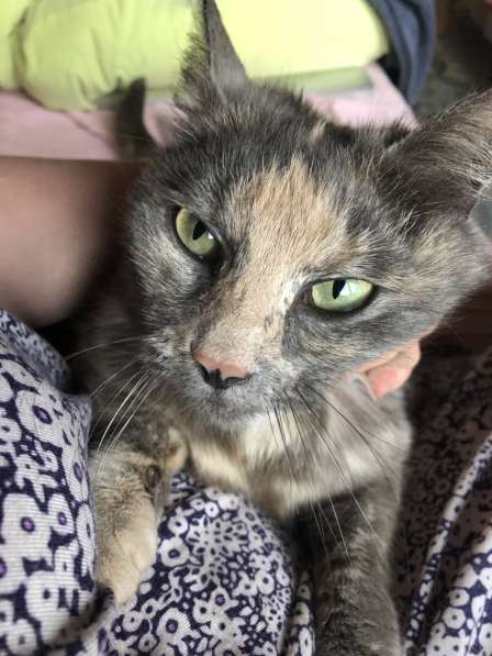 Ласковая спокойная зеленоглазая кошечка в добрые руки в Москве фото 4