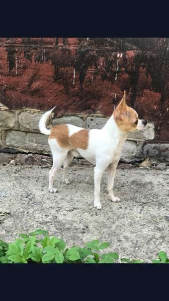 ВЯЗКА ВЕС 1,450 в Москве фото 9